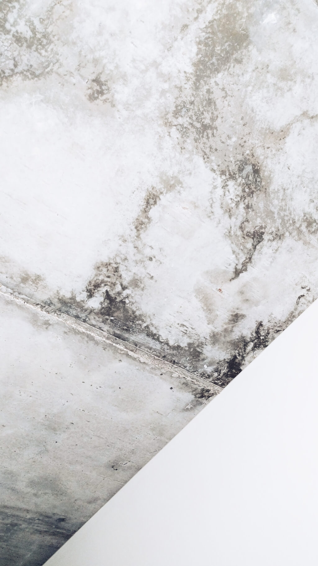 Mold Damage